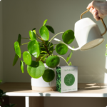 Herb & Leaf - Image 3