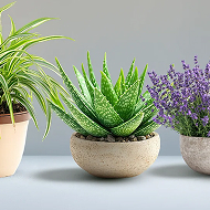 Variety of Plants
