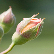 Budding/Flowering Stage