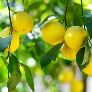 Mature/Fruiting Stage